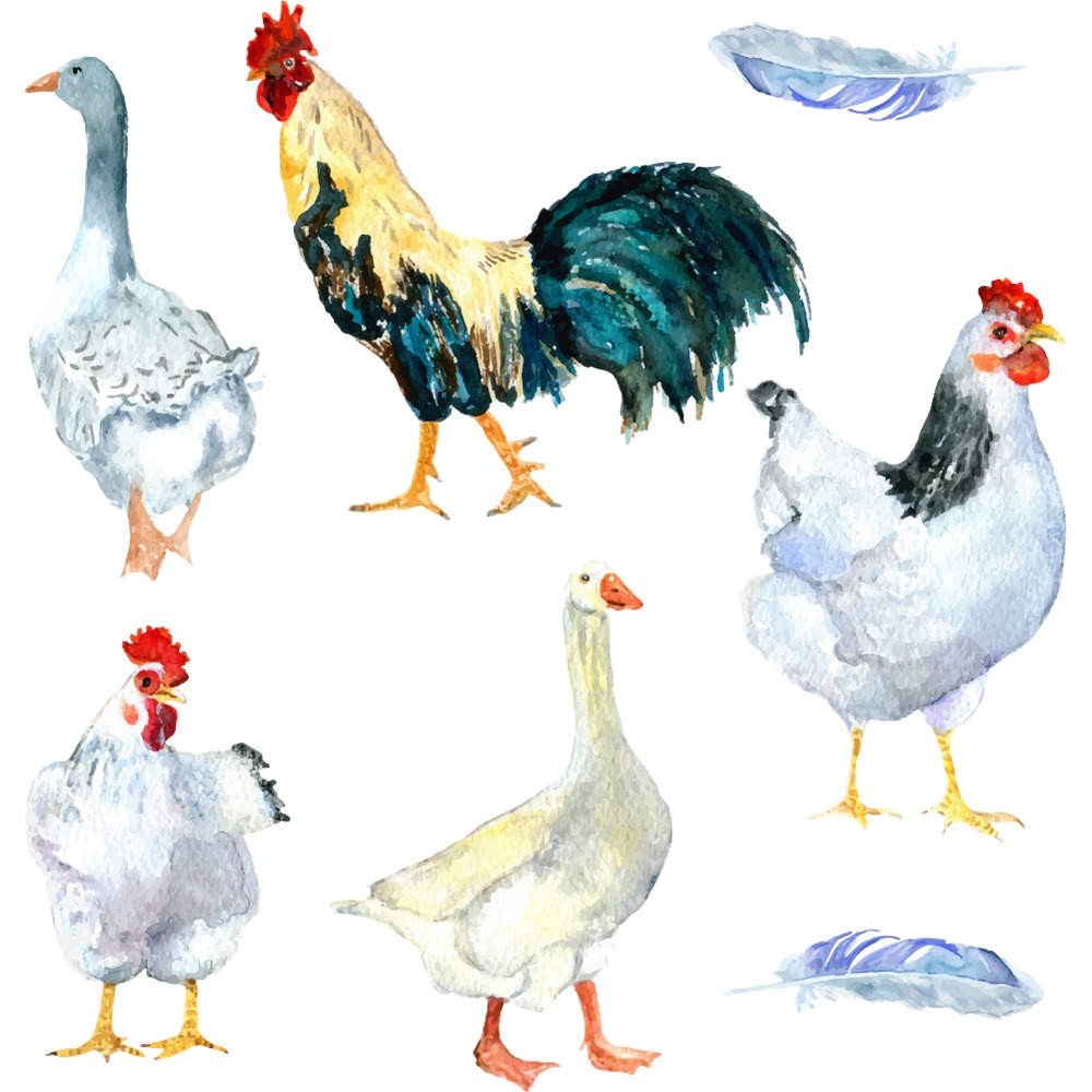 Gallina de pollo Aves de granja vinilos Decorativos Set WS-44783